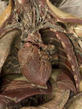 Wax anatomical model of a female showing adult photos