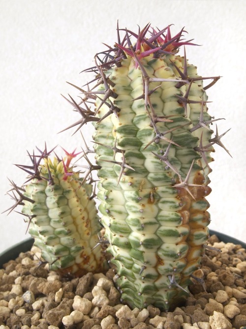 timberwolf-manstab:eriospermum:Euphorbia stellispina Haw.forma variegataThe forbidden corn.