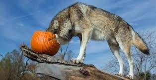 abstractlyrapacious:in the spirit of Halloween, here’s an appreciation post for wolves with pumpkins