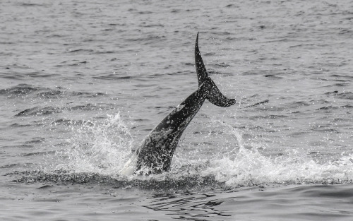Risso’s Dolphin back breach.