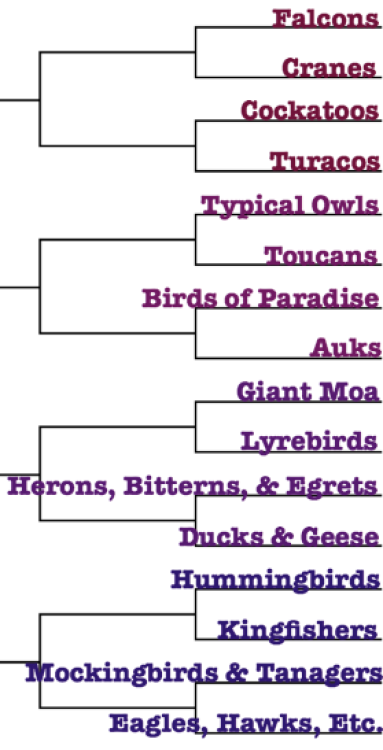 a-dinosaur-a-day:I cannot believe some of these wins!!! Birds of Paradise in particular are what I w