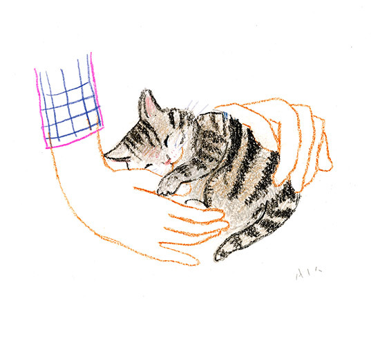 Dogs and Cats
