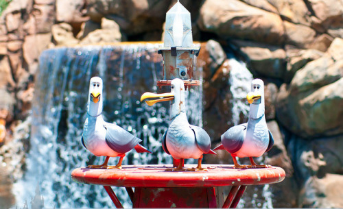 dashofdisney:  Seagulls 