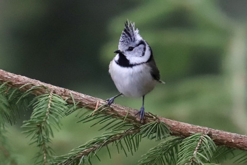  Crested tit/tofsmes.