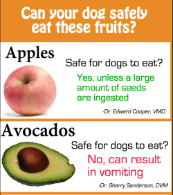pepoluan:  theresnorevolution:  the-malady-mill:birbb:  i saw this on imgur and well, even if something like this is going around on tumblr already it is important.link to imgur post  Idk why you’d give a dog fruit but cool! Here’s some safety tips.
