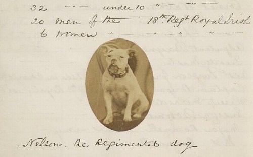 We love Nelson, the regimental dog! This is an excerpt from the ship log of Captain Joseph Watson, c