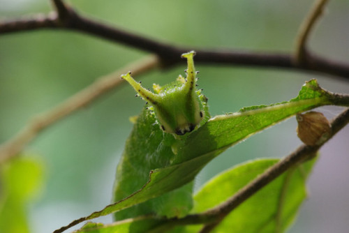 end0skeletal:The Japanese emperor or great purple emperor (Sasakia charonda), is a species of butter