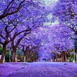 devolvedbananas: sixpenceee:  Jacaranda trees in full bloom in Australia.  Jacarandas in bloom is the best part of springtime. 