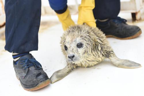 fuckyeahpinnipedia: Nacen focas gemelas en el acuario “Sunasia Ocean World” de China ‪(Twin seals 