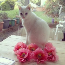 #meko showing them other bitches how its done :&lsquo;3 #kitten #cat #me #flowers #pink #spring #cute #garden