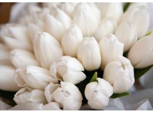 this-odd-in-me:   i would love to have some tulips <3 🌷🌷🌷  