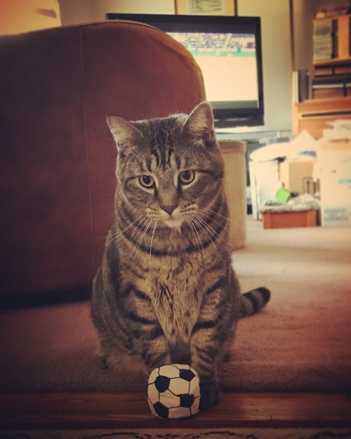 pepitaphotos:soccer cat ⚽️