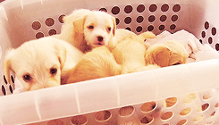 needahandfullmetal: psychoanalyzeme: puppies in a laundry basket! ( x ) 