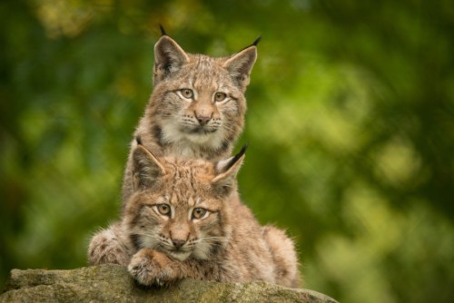 coffeenuts:  Two Lynxes by Stefan Distler porn pictures