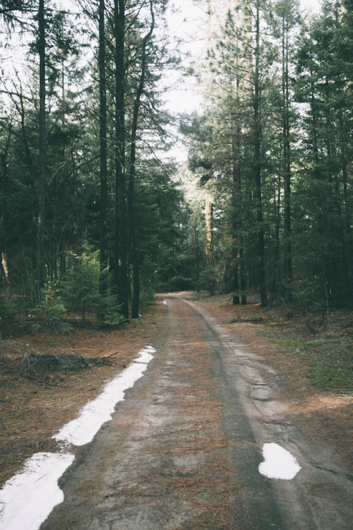 urbanissues: hannahkemp: Forest Roads//Washington December 2017 Prints//Instagram  vertical landscap