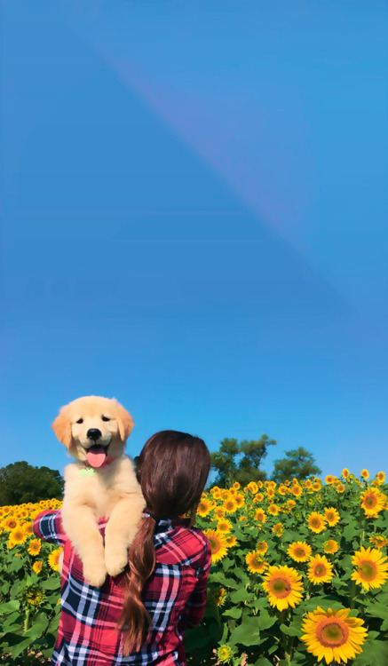 dayanafrias01:  Girasoles 🌻+ Perros 🐶