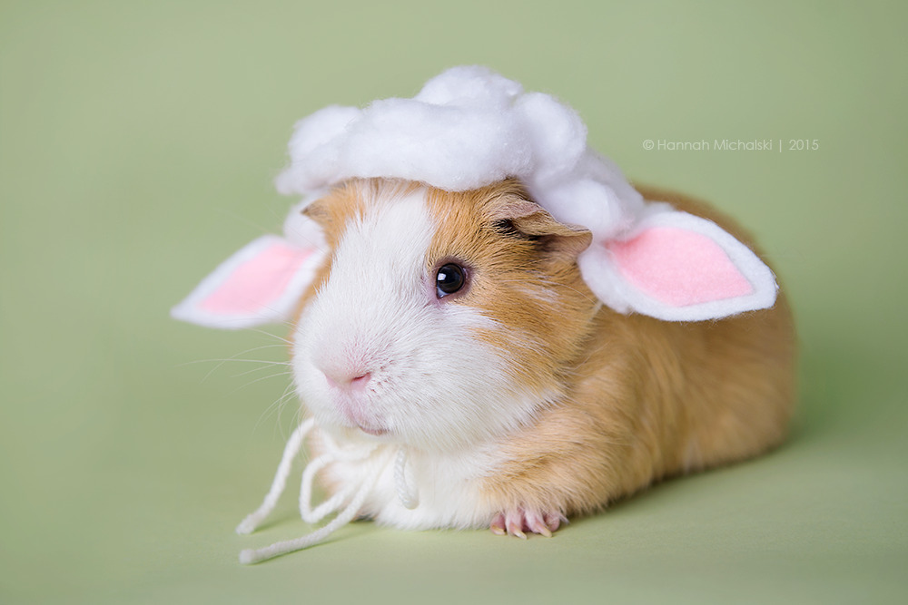 thedailyguineapig:  “Happy year of the sheep!” –Bret P. Michaels