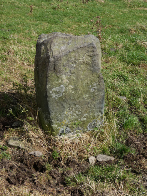 Moel Goedog Standing Stone 3, Harlech, North Wales, 18.8.17. This standing stone seems to have been 