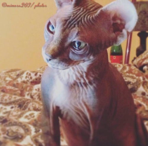 naturelvr69likes: mimosa203: Lenni is such a Sphinx sweetheart - mimosa203/photos ? @mostlycatsmostl