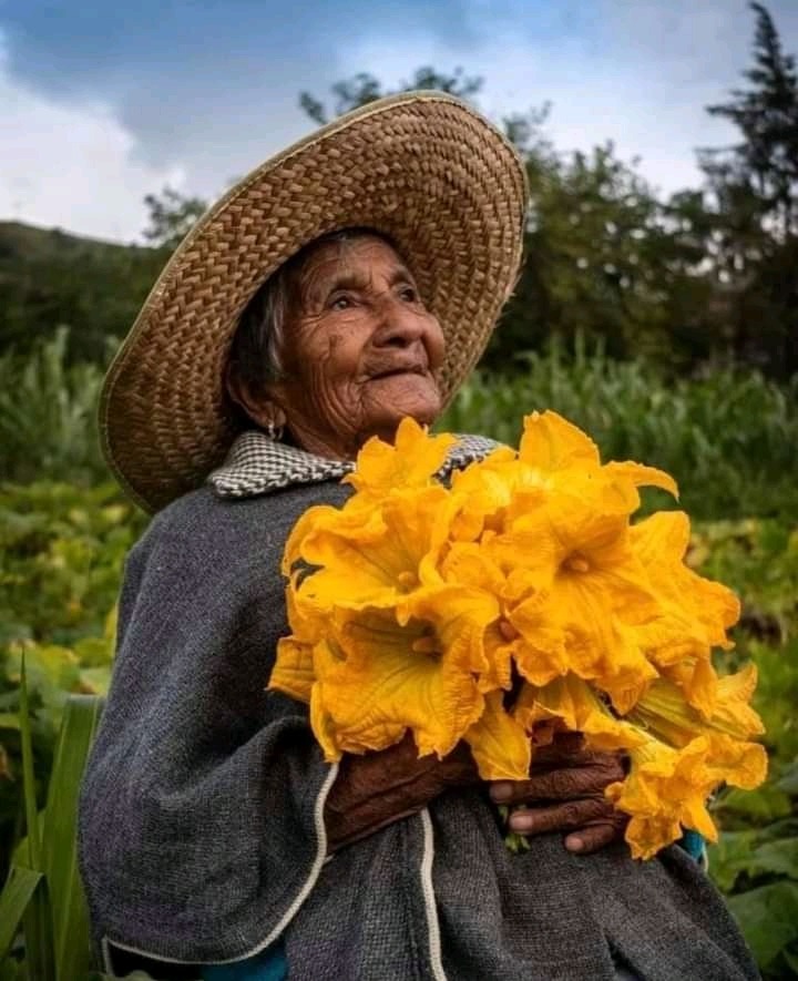 Porn mexi-cool:Estrella de oro, la flor de calabaza photos