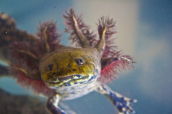 animals-animals-animals:  Axolotl (by Plume d’ours) 