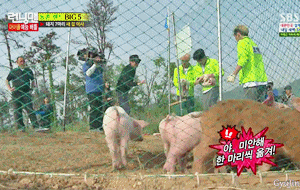 gyujin:  Jinyoung vs. piggies 