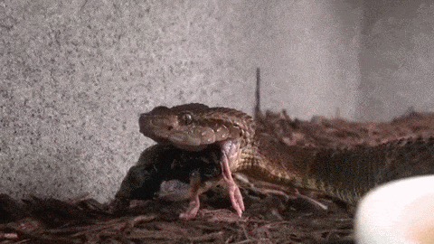 exotic-venom: (Bothrops atrox) common lancehead