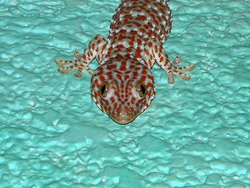 cool-critters:Tokay gecko (Gekko gecko)The tokay gecko is a nocturnal arboreal gecko in the genus Ge