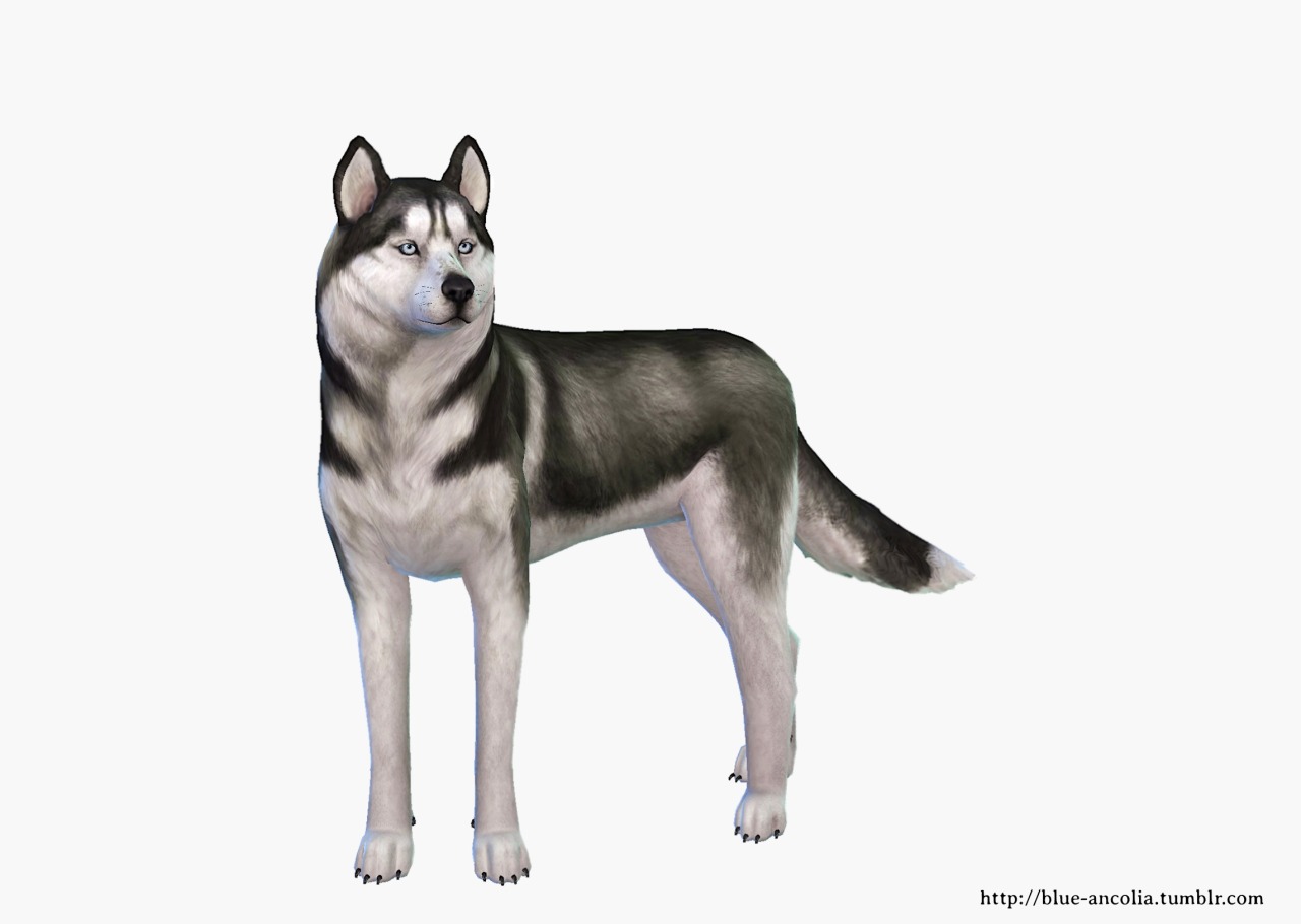 the sims 4 cats and dogs wolf