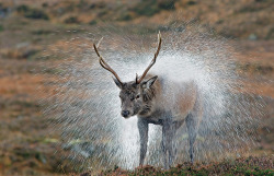 scotianostra:  After the Rain by VisitScotland