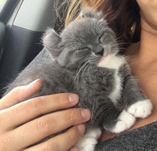 babyanimalgifs:  he’s wwwaaayyy too cute