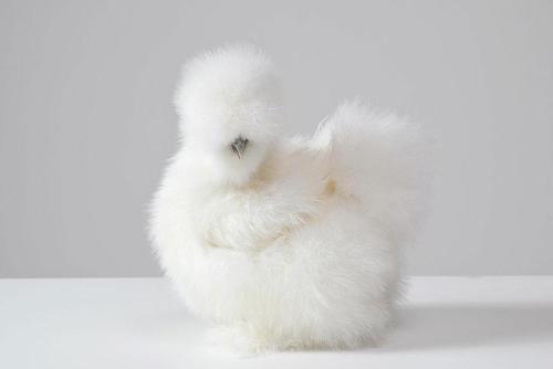 gods-filth:  deersnap:  noppppe:  buttercupbbaby:  tiny-vessels:  catsbeaversandducks:  Fluffy Chicken Saved From Laboratory Becomes Best Friends With Abandoned Two-legged Chihuahua These two adorable and unlikely animal friends, Penny the chicken and
