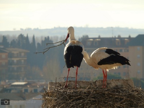 Nest BuildingValladolid, SpainMarch 2018- Ray