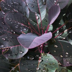 thisivyhouse:  Smoke bush dew drops, TIH