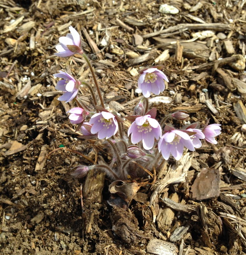 columbinellc:Hello there hepatica!  It’s lovely to see you again :)I have to get back in the woods a