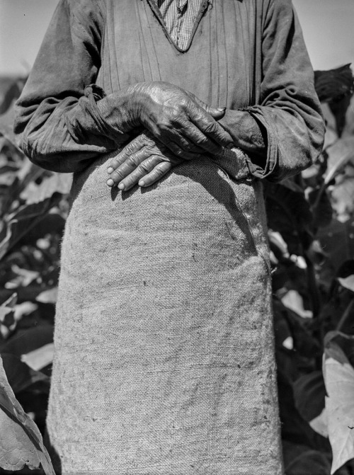  A woman working in a tobacco field near Barranquitas, PR, Photo by Jack Delano, 1940s