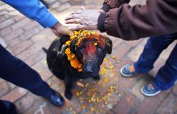 coolthingoftheday:  Hindus in Nepal celebrate Kukur Tihar, a festival that thanks dogs for their friendship and loyalty.(Source)