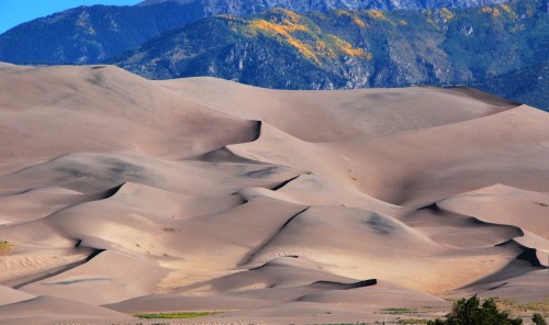 americasgreatoutdoors:
“ Gold season continues with aspens starting to change above the dunes in Great Sand Dunes National Park!
NPS/Patrick Myers 2014
”