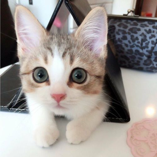 Cats