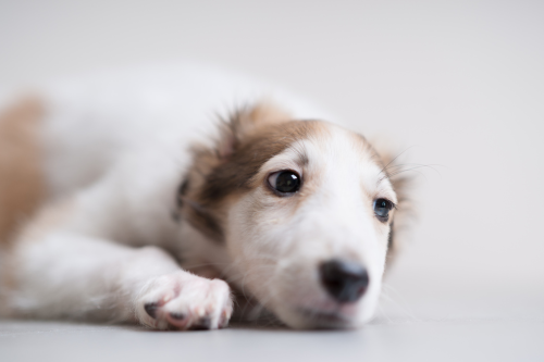 sarnain: borzoi puppy by WildHorse馬烈 