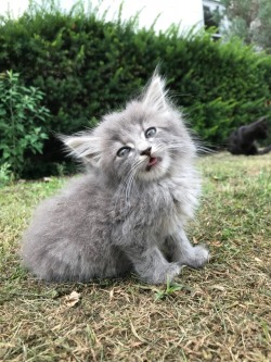 coolcatgroup: This kitten is something else 😂😂😂