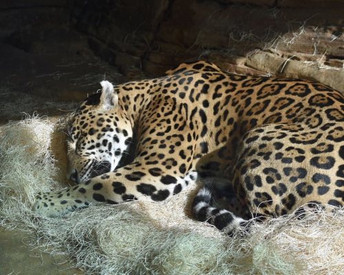 The fearsome tiger and jaguar were both sound asleep when we arrived✖️✖️✖️✖️✖️#woodlandparkzoo #