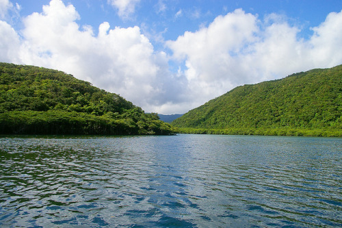 Into the jungle! - Urauchi River, Iriomote Island