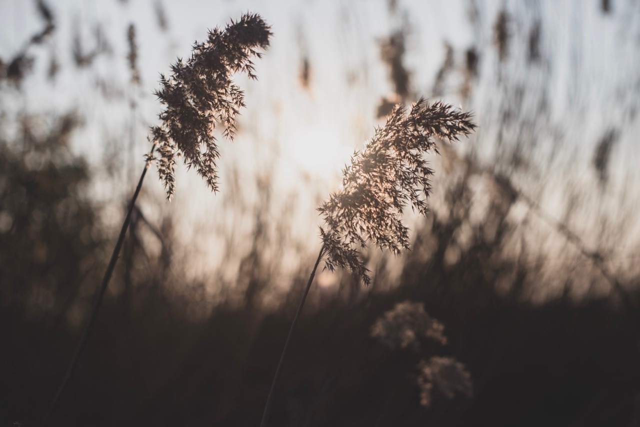 lost-photos: Sunlight and evening breezes  