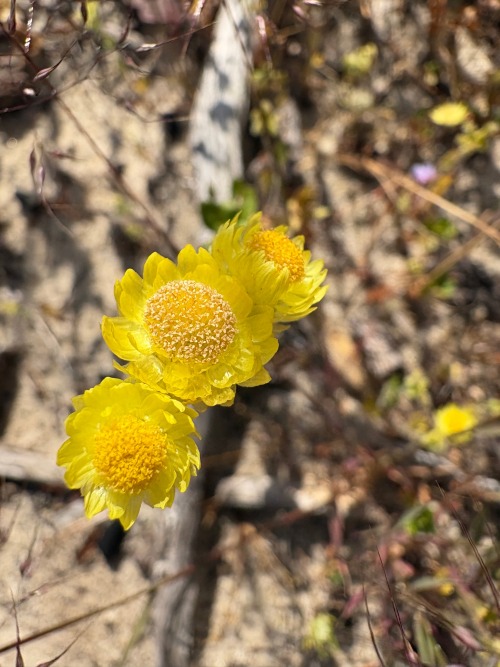 Waitzia Nitida Photographed During A Floristics Survey