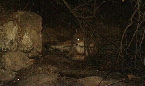 Mountain Lion (P-22) - Griffith Park 