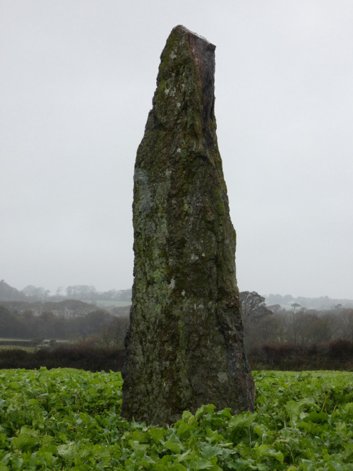 Ty Gwyn Standing Stone, Llandegfan, Anglesey, 24.10.17. A Bronze Age single standing stone of over s