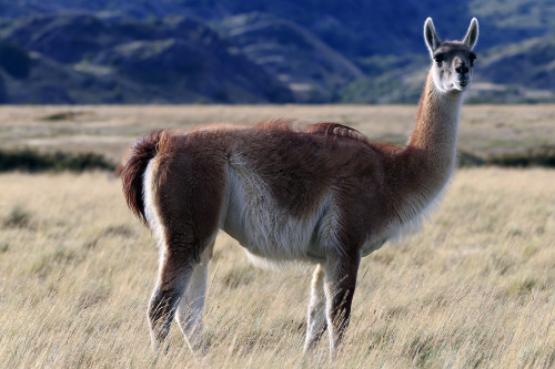 geologicaltravels:2016: Guanacos (Lama guanicoe) with the Paine laccolith in the background.