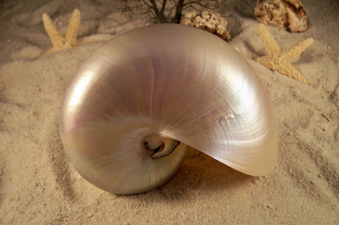 Nautilus shell sink