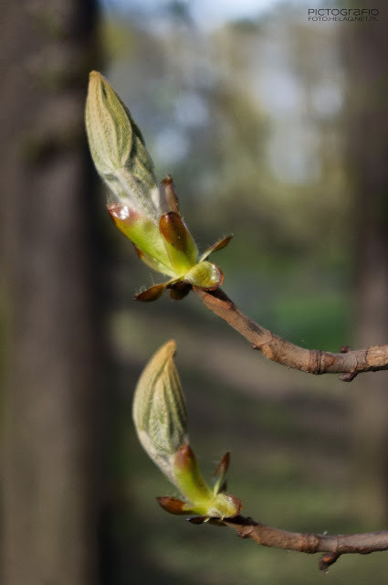 Chestnut buds #3 Buds of a chestnut tree in Bednarski Park in Podgórze district, Krakow, Poland 